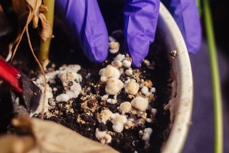Pot with a flower covered with mold. High humidity in the soil of a home plant. Close-up of white spores of the fungus. Too much water and improper watering of the plants. Pieces of mold and mildewの写真素材
