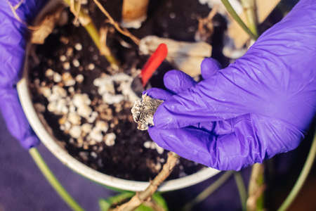 Pot with a flower covered with mold. High humidity in the soil of a home plant. Close-up of white spores of the fungus. Too much water and improper watering of the plants. Pieces of mold and mildewの写真素材