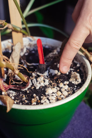 Pot with a flower covered with mold. High humidity in the soil of a home plant. Close-up of white spores of the fungus. Too much water and improper watering of the plants. Pieces of mold and mildewの写真素材