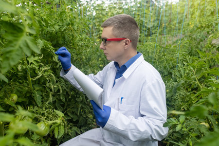 Plant disease agronomist. Junior agricultural scientists research greenhouse plants and look for a way to control pests. yellow leaf. Scientist in white coat. Diseases of agricultural plantsの写真素材