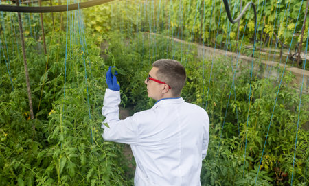 Plant disease agronomist. Junior agricultural scientists research greenhouse plants and look for a way to control pests. yellow leaf. Scientist in white coat. Diseases of agricultural plantsの写真素材