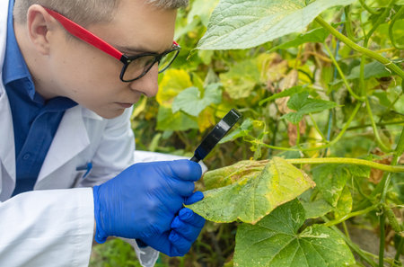 Plant disease agronomist. Junior agricultural scientists research greenhouse plants and look for a way to control pests. yellow leaf. Scientist in white coat. Diseases of agricultural plantsの写真素材