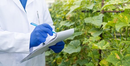 Plant disease agronomist. Junior agricultural scientists research greenhouse plants and look for a way to control pests. yellow leaf. Scientist in white coat. Diseases of agricultural plantsの写真素材