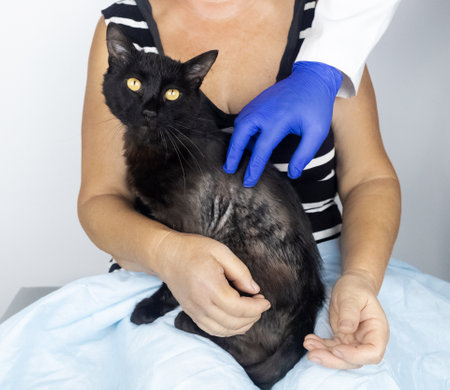 Cat has a fur problem. Bald patches and dermatitis. Subcutaneous tick, demodicosis, hair-eater. Veterinarian examines cat and prescribes treatment. Pet shows bald patches and areas of skin without hairの写真素材