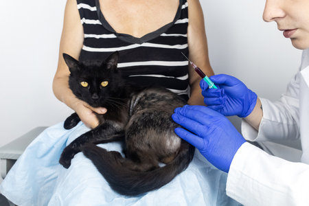 Cat has a fur problem. Bald patches and dermatitis. Subcutaneous tick, demodicosis, hair-eater. Veterinarian examines cat and prescribes treatment. Pet shows bald patches and areas of skin without hairの写真素材
