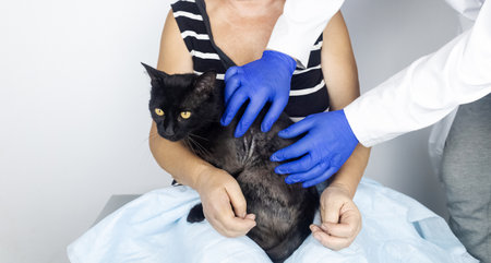 Cat has a fur problem. Bald patches and dermatitis. Subcutaneous tick, demodicosis, hair-eater. Veterinarian examines cat and prescribes treatment. Pet shows bald patches and areas of skin without hairの写真素材