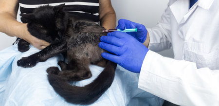 Cat has a fur problem. Bald patches and dermatitis. Subcutaneous tick, demodicosis, hair-eater. Veterinarian examines cat and prescribes treatment. Pet shows bald patches and areas of skin without hairの写真素材