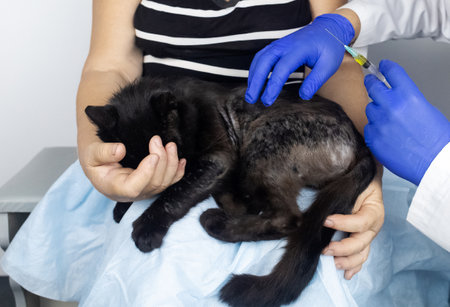 Cat has a fur problem. Bald patches and dermatitis. Subcutaneous tick, demodicosis, hair-eater. Veterinarian examines cat and prescribes treatment. Pet shows bald patches and areas of skin without hairの写真素材