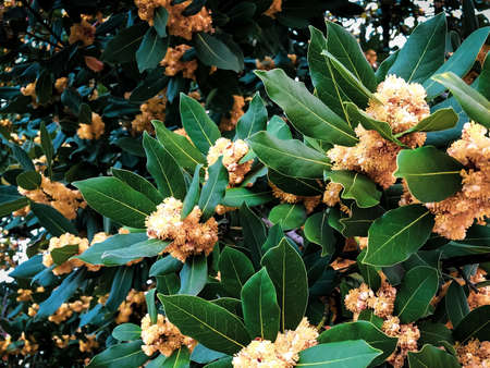 Close up blooming exotic tree with light orange flowers