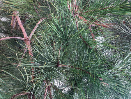 Close up green pine tree needles