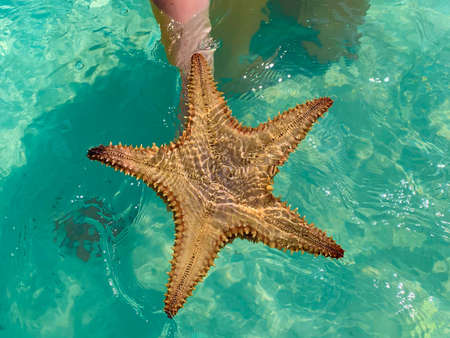 Big exotic starfish in hand in Caribbean sea close to Saona island in Dominican Republic
