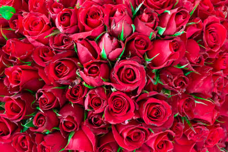Plenty red natural roses seamless background. 101 rose pattern