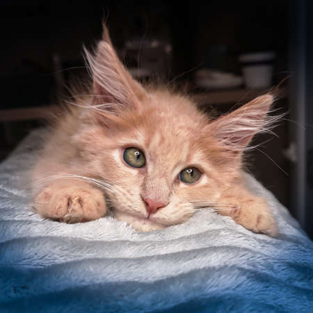 Sweet little red ginger maine coon kitten. Orange beige cat like from Shrek cartoon