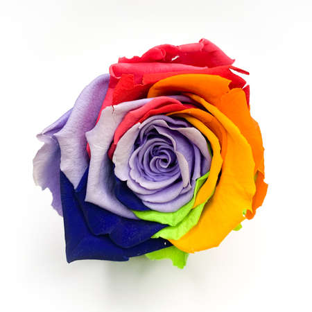 Macro of rainbow rose flower and multi color petals on a white backgroundの写真素材