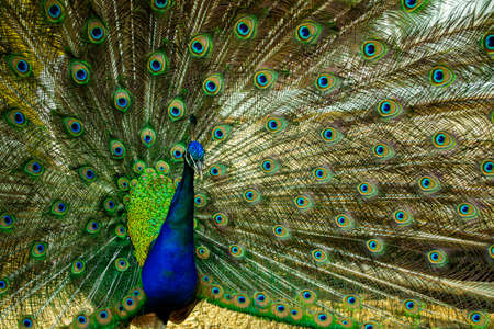Close up of a beautiful Indian male peacock bird showing his colorful feather tail. Stock image.の写真素材