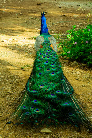 Beautiful Indian male peacock bird showing his colorful long feather tail. View from the backside. Stock image.の写真素材