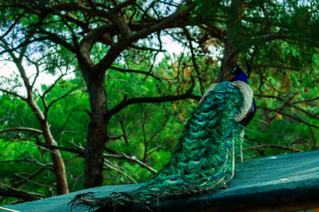 Beautiful Indian male peacock bird showing his colorful long feather tail in the pine forest. View from the backside. Stock image.の写真素材