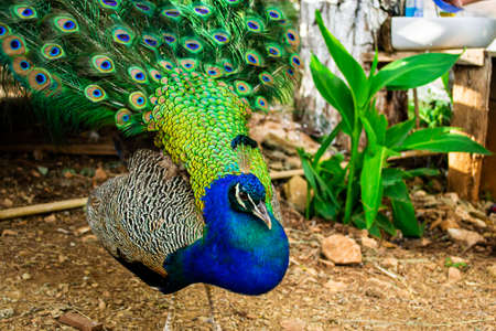 Indian male peacock bird showing his green and blue tail feathers.の写真素材