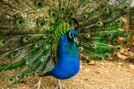Close up of a beautiful Indian male peacock bird showing his colorful feather tail. Stock image.の写真素材