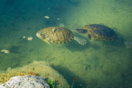 2 pond slider turtles (Trachemys scripta) are swimming in a pond on a sunny day. Horizontal stock image.の写真素材