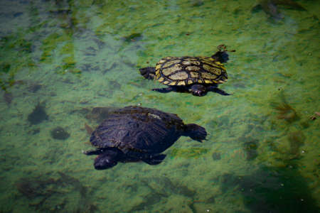 2 pond slider turtles (Trachemys scripta) are swimming in a pond on a sunny day. Horizontal stock image.の写真素材