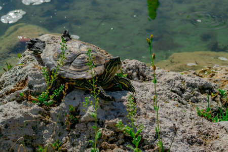 The pond slider turtle (Trachemys scripta) is basking in the sun on a rock in a pond. Horizontal...