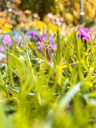 Scenic landscape with fresh green grass close up macro photo. Green lawn in sunshine lights, outdoor photo. Melbourne, Australiaの写真素材