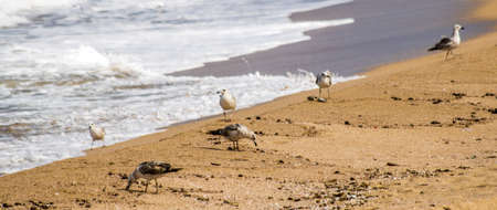A flock of seagulls looking for food at a beach in Haifa, Israel