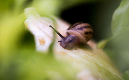A snail eating a pita-breadの写真素材