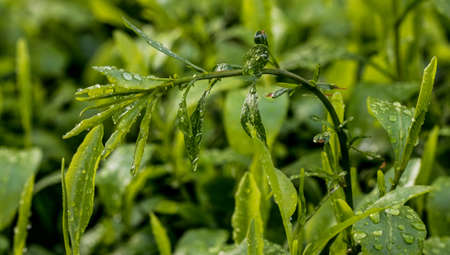 Morning dew on a bush of leavesの写真素材