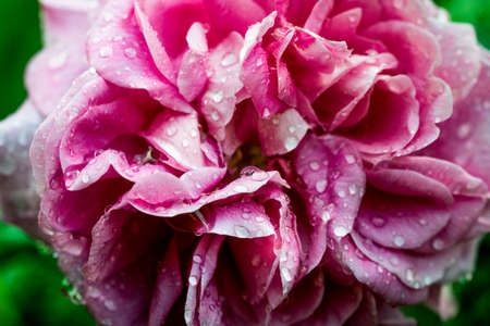 A pink rose with morning dewの写真素材