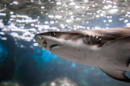 sharkの写真素材