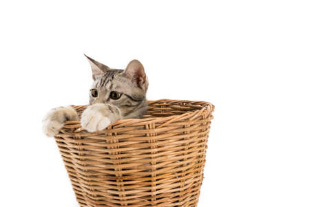 cat in basket,look outside,isolated white backgroundの写真素材