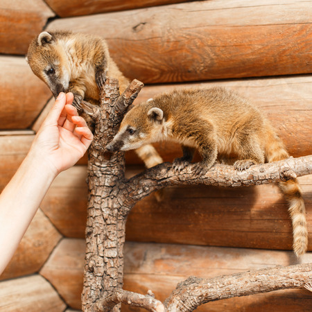 Two Nasua on a wooden branch on a wooden background look at the hand.の写真素材