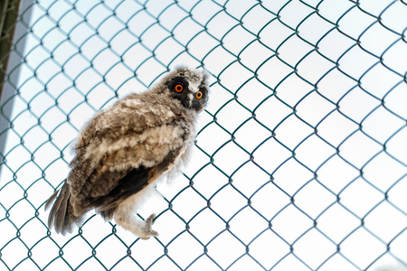 Beautiful young owl sitting on the grate and looking at the cameraの写真素材