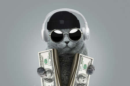 Funny rich boss cat with solar protection glasses, a hat and headphones is holding cash money dollars. Business and investment concept idea. Winning at a casinoの写真素材