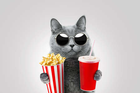 Funny hipster cat with vintage sunglasses holds popcorn and paper cup of drink. Kitten watches a movie and eats snacks. Fun concept ideaの写真素材