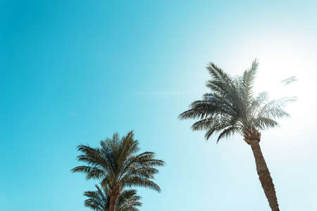 Beautiful palms on a sunny day against the blue sky. summer holidaysの写真素材