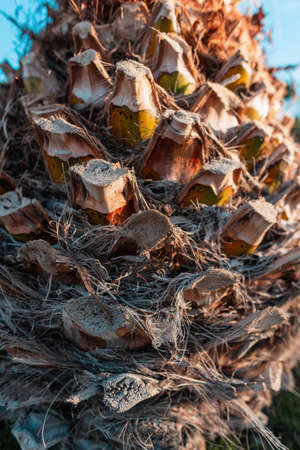 Beautiful texture of the palm tree bark, close-upの写真素材