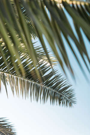 Coconut green palm trees with leaves, beautiful tropical background, vintage filter. Summer rest on...