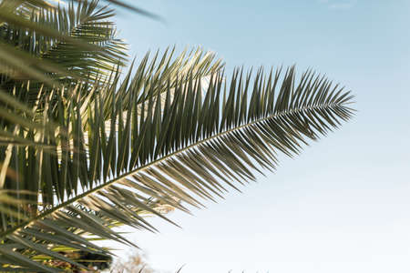 Beautiful exotic green palm tree leaves against the blue sky on the island. nature and beautyの写真素材