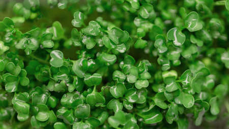 Green leaf, top view. Micro plant and healthy raw foodの写真素材