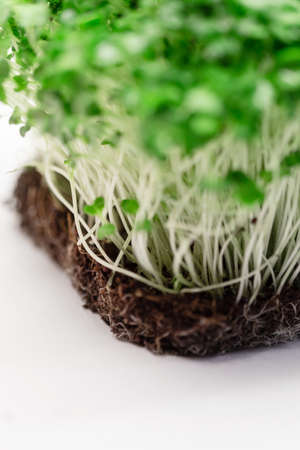 Green plant with roots grows from the ground on a white background, macroの写真素材