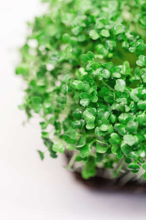 Green micro plant with leaves on white background, macro.