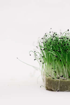 Green eco micro greens on a white background, macroの写真素材