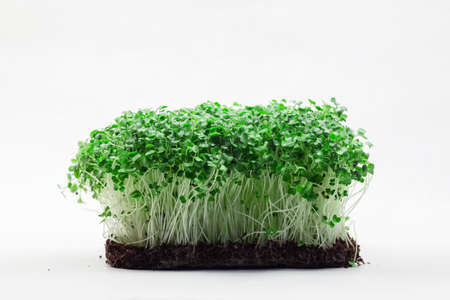Healthy greens micro plants grows on a white background. Ecology raw food conceptの写真素材