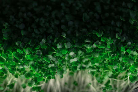 Green background of macro plants. Green micro plants, ecology conceptの写真素材