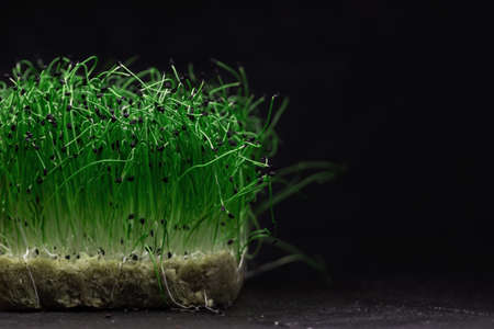 Fresh green plant micro onion grows on a black backgroundの写真素材