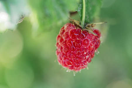 Delicious juicy beautiful raspberry with water drops on a bush in the garden, macro