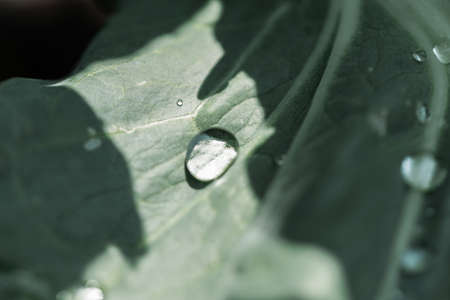 Drop of water on a green leaf after rain, macro. nature conceptの写真素材